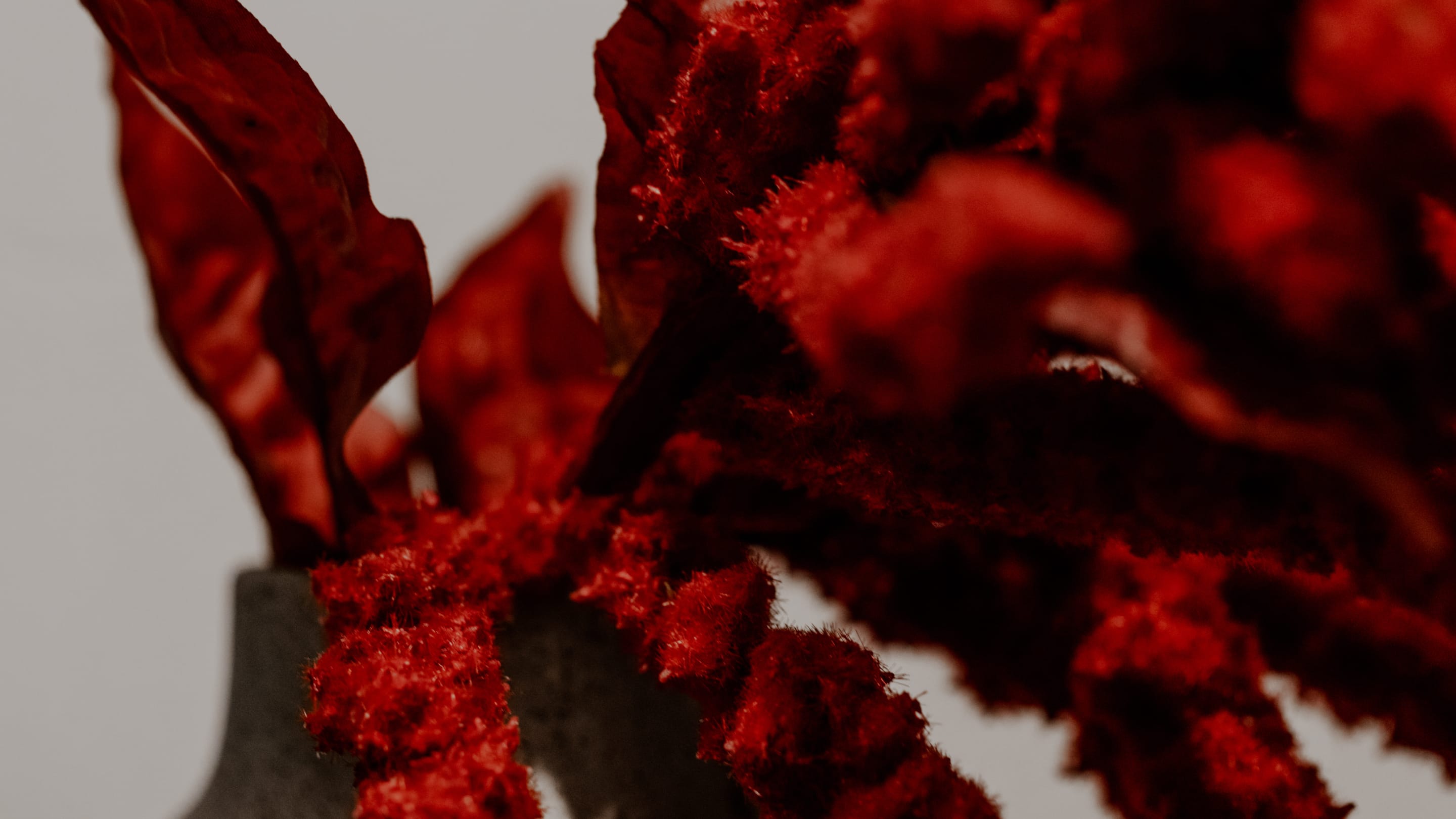 Close up of a flower