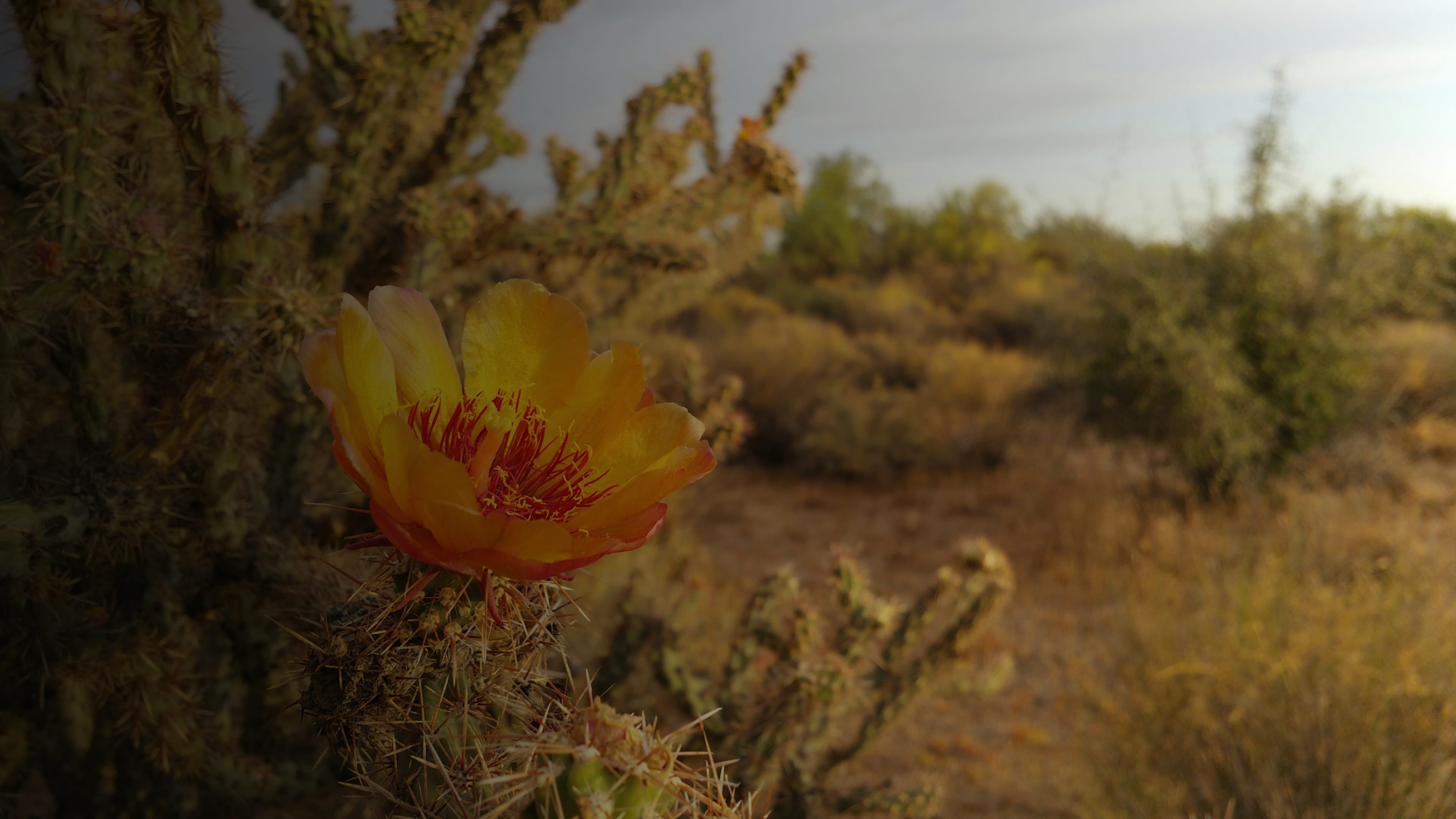 nature