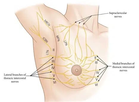 Breast Anatomy