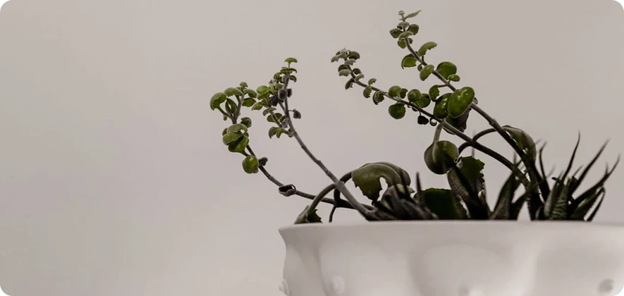 A minimalist shot of a small green plant with delicate leaves growing out of a textured white ceramic pot against a plain, light-colored background.