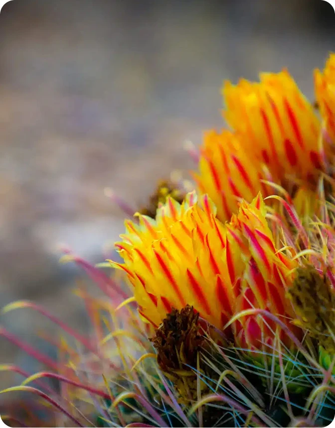A vibrant close-up of a blooming cactus with bright yellow and red flowers, set against a soft, blurred desert background.