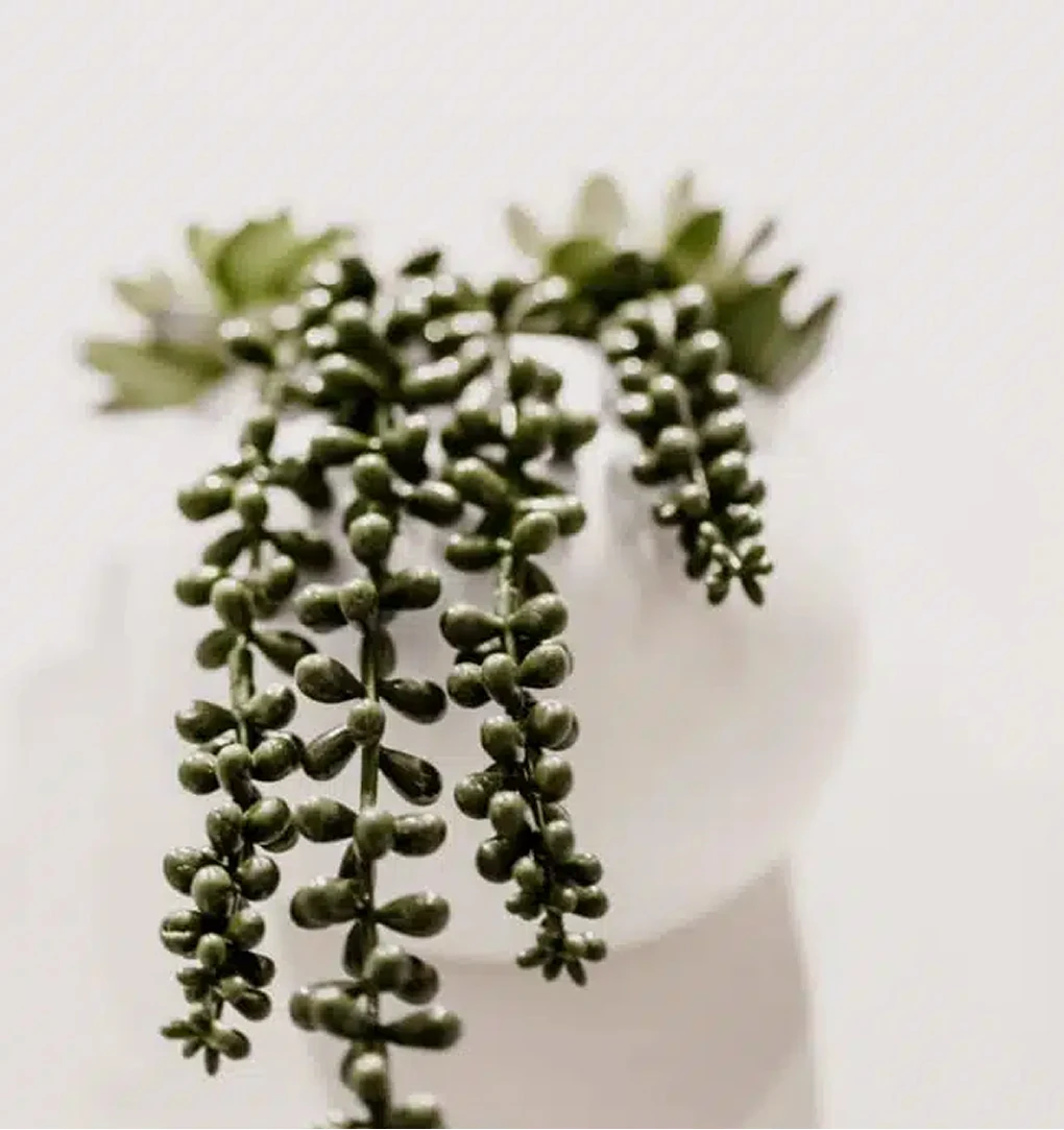 A minimalist shot of a small green plant with delicate leaves growing out of a textured white ceramic pot against a plain, light-colored background.