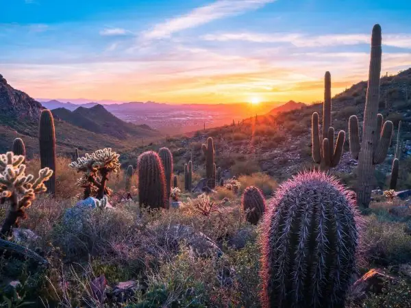 A serene desert landscape at dawn or dusk, viewed from an elevated hillside. Numerous tall Saguaro cacti and smaller prickly pear clusters are scattered across the rocky, scrub-filled terrain. The sun is just peeking over a distant mountain ridge, casting a warm, radiant light across the valley and highlighting the needles of the cacti in the foreground with a pinkish-haloing effect. The sky transitions from a soft yellow at the horizon to a pale blue at the top, with thin, streaky clouds. - Deer valley in Arizona.